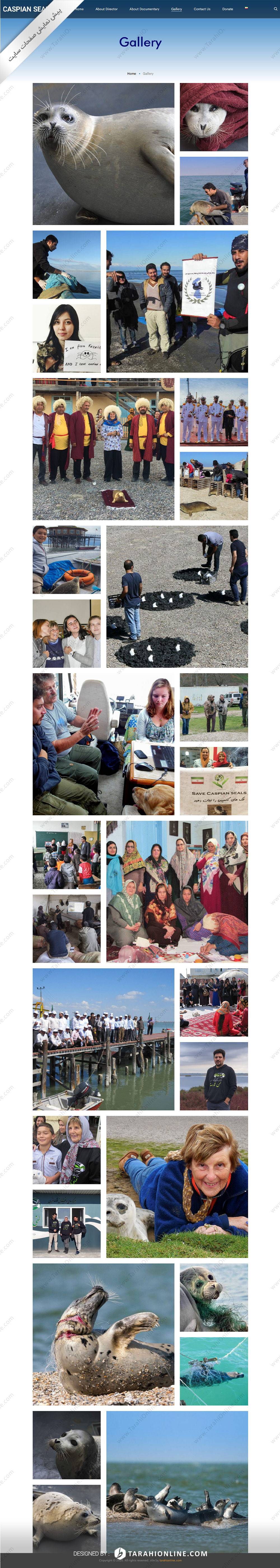 طراحی سایت دو زبانه فوک خزری - تصویر 4